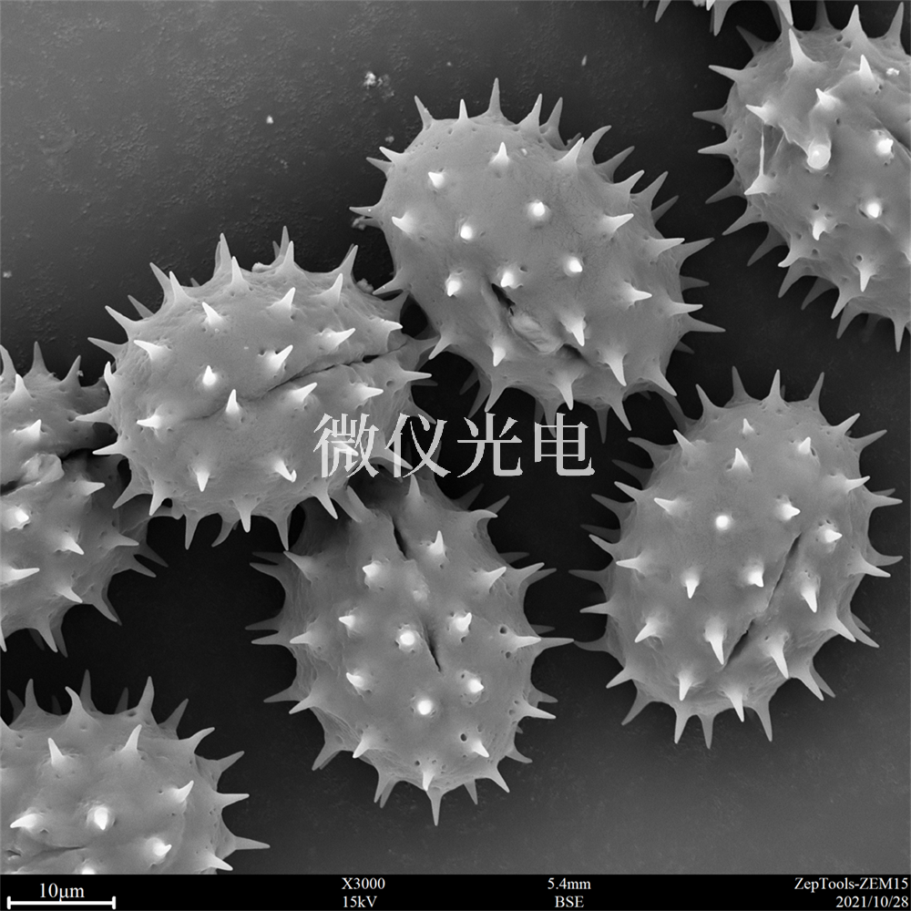 掃描電鏡測樣，要注意什么？